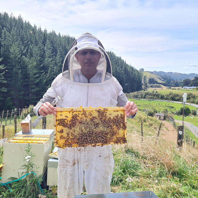 Beekeeper in a suit holding up a honeycomb frame covered with bees in a rural landscape
