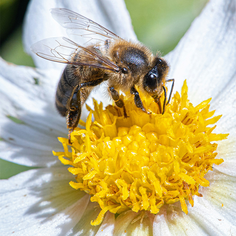 Close-up of a honeybee collecting nectar from a white flower