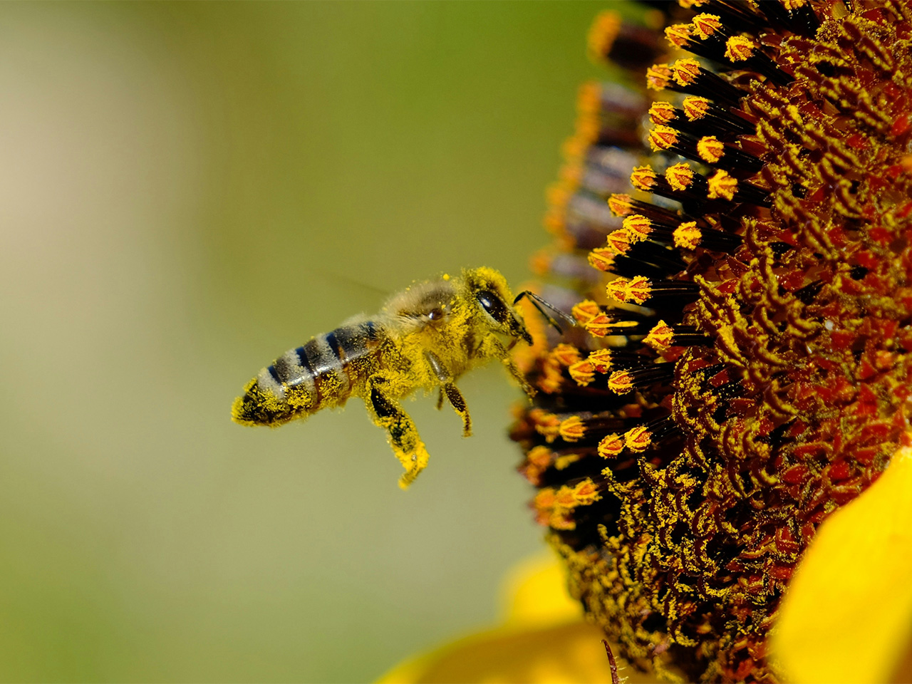 Beekeeper holding a honeycomb frame in a green rural New Zealand landscape