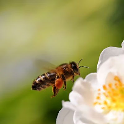 Two closed nuc boxes on wooden pallets, beehive boxes behind