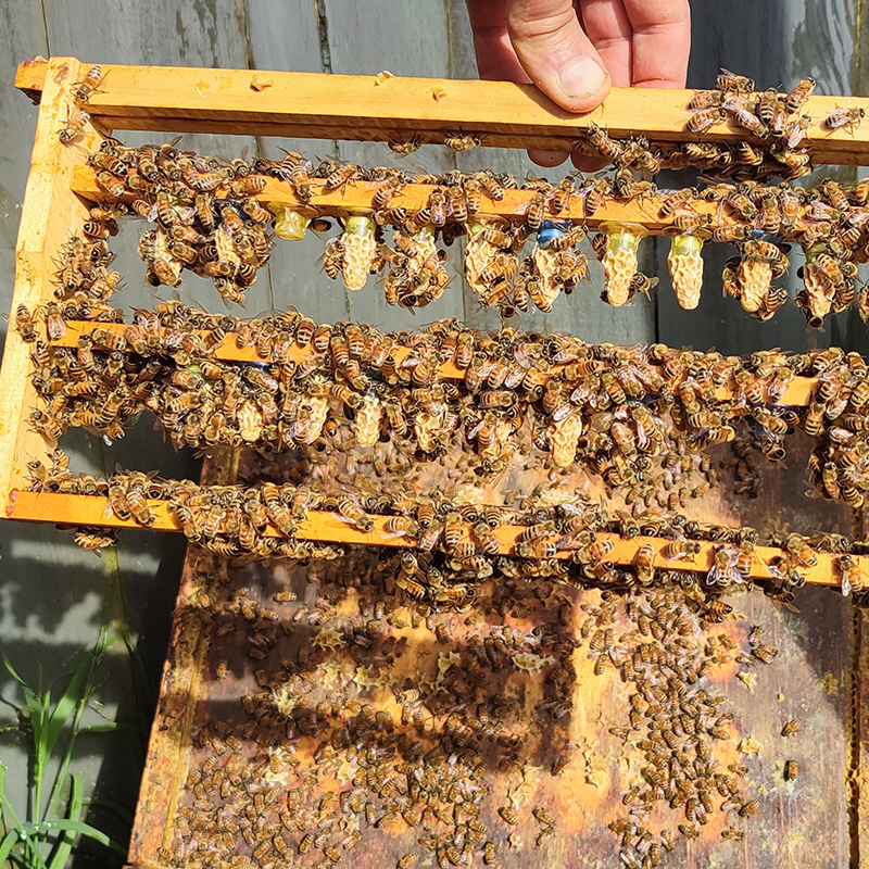 Several wooden frames held horizontally with bees and emerging queen cells