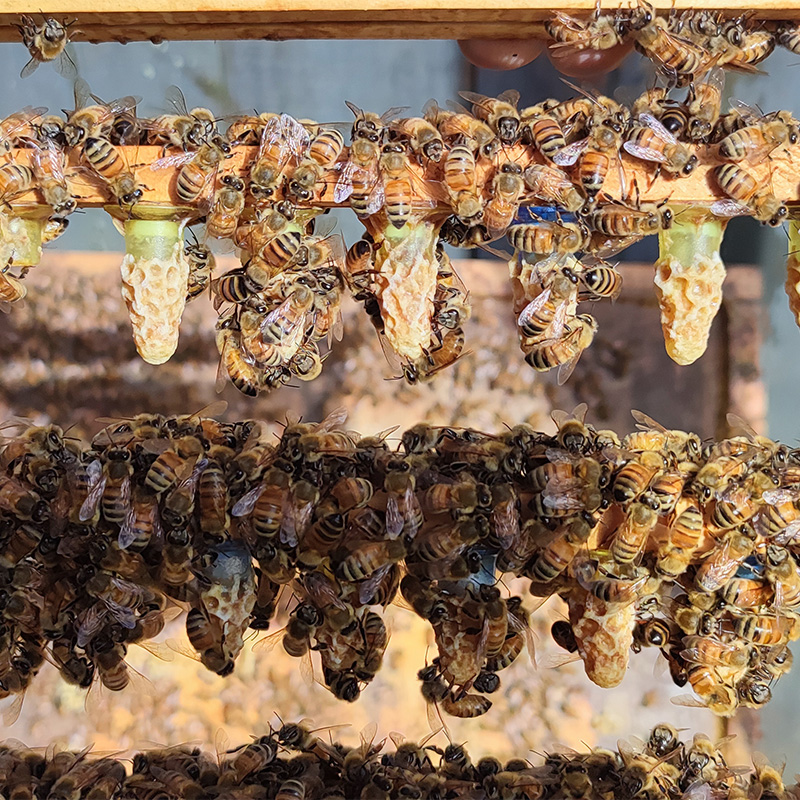Close-up view of bees attending to newly formed queen cells on a frame